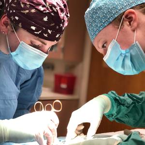 Two clinic interns performing a surgery