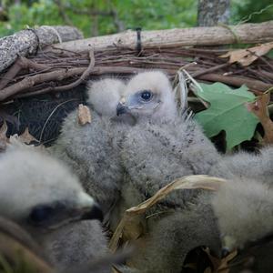 Baby raptors in a nest