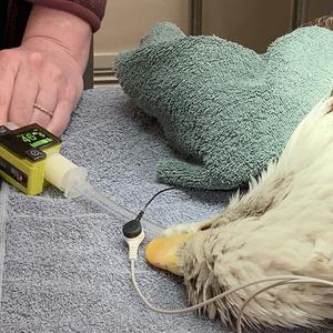 Eagle patient on a CO2 monitor