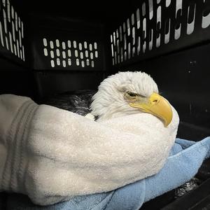 bald eagle with barbituate poisoning