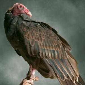 Nero the turkey vulture