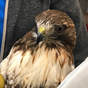 Red-tailed hawk in a veterinarian's arms