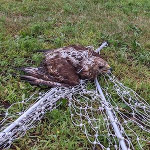 TRC's 30,000th avian patient: an adult red-tailed hawk tangled in poultry netting. Photo submitted by the finder