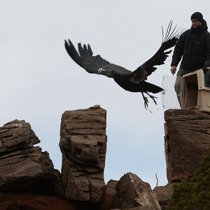TRC's condor patient being released over the Grant Canyon