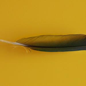a singel feather