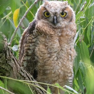 a young owl in a tree