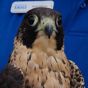 peregrine falcon Gill E the day of release