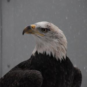 Freedom the eagle