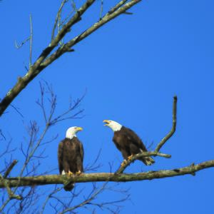 Two adult bald eagles in a tree