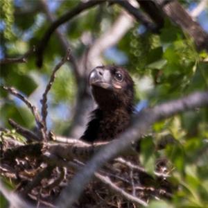 Close up shot of eaglet in a nest