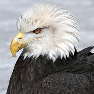 Close up photo of Maxime the bald eagle