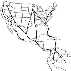 Migration map graphic showing routes of North American nesting Ospreys as determined by satellite telemetry.