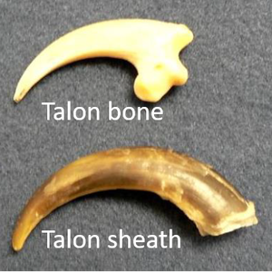 Talon bone and sheath