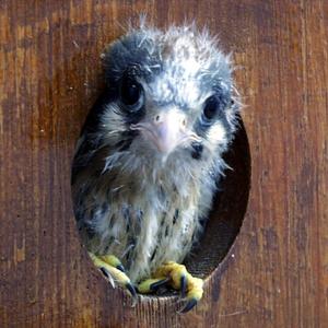 A young American kestrel peeking out of its nest box