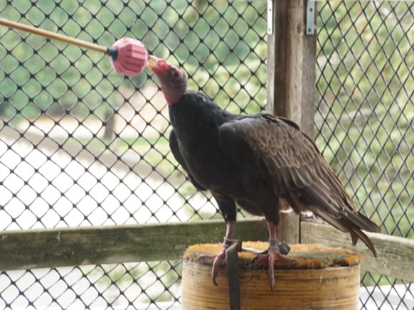 Turkey vulture touching a training pole