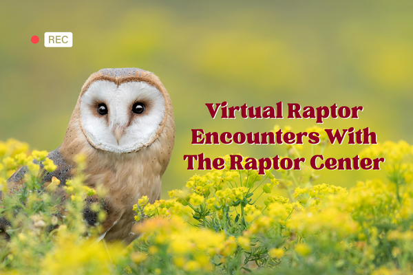 Virtual Encounters thumbnail