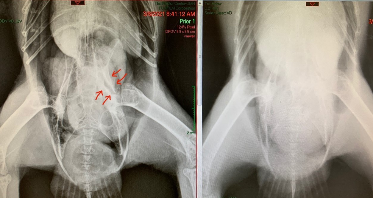 comparison of new and old radiograph images